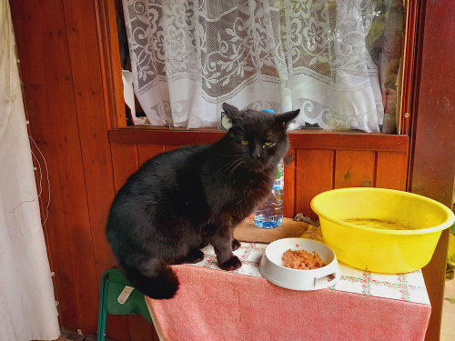 Kot który zawsze je na stole ;)