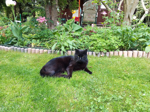 Kot na trawie