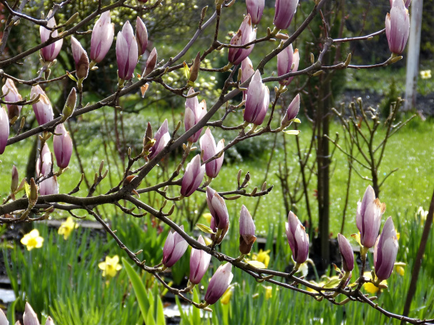 igałązka magnoli