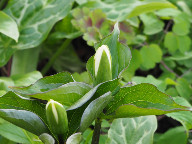 Trillium grandiflorum 'Snowbunting'