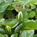 Trillium grandiflorum 'Snowbunting'