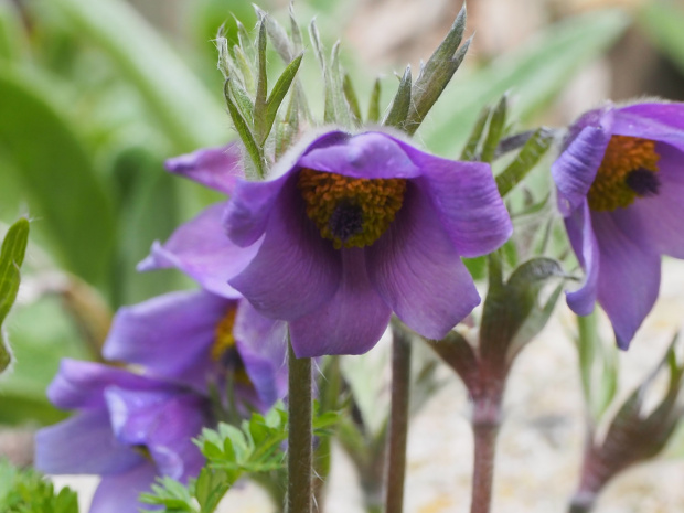 Pulsatilla turczaninovii