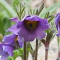 Pulsatilla turczaninovii