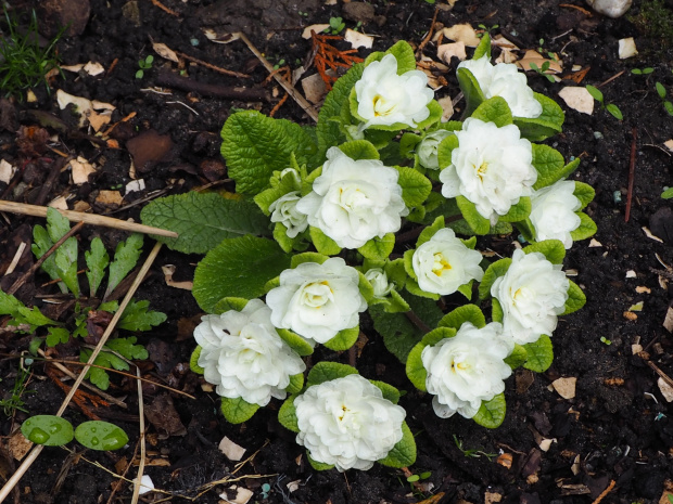 Primula 'Dawn ansell'