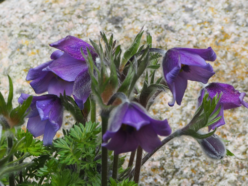 Pulsatilla turczaninovii