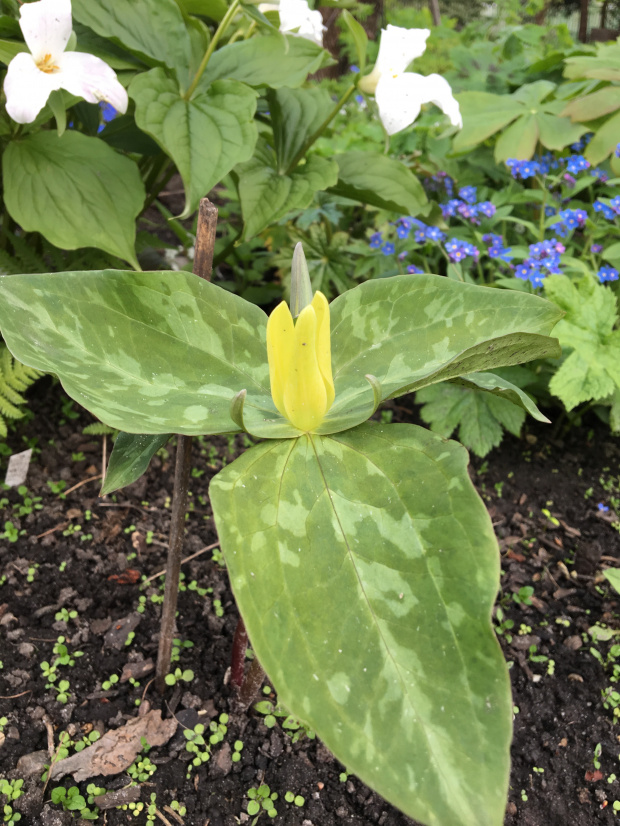 Trillium luteum