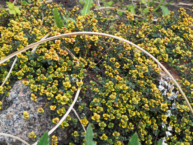 Thymus 'Doone Valley'