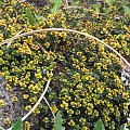 Thymus 'Doone Valley'