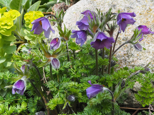 Pulsatilla turczaninovii