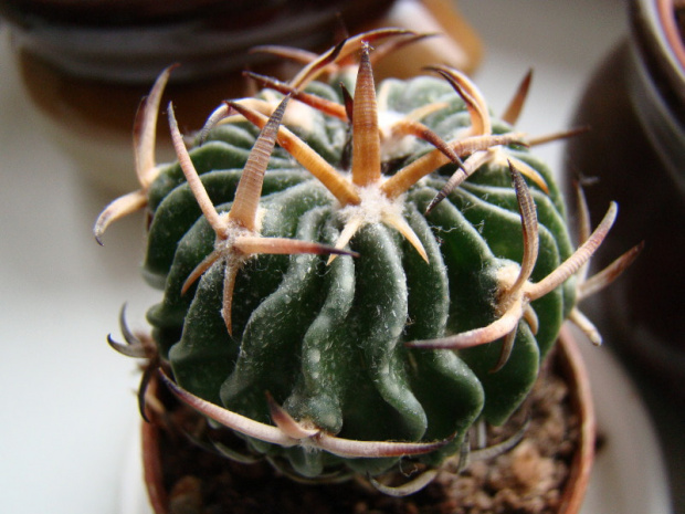 Echinofossulocactus hookeri