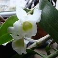 Dendrobium nobile