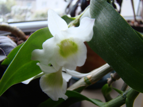 Dendrobium nobile