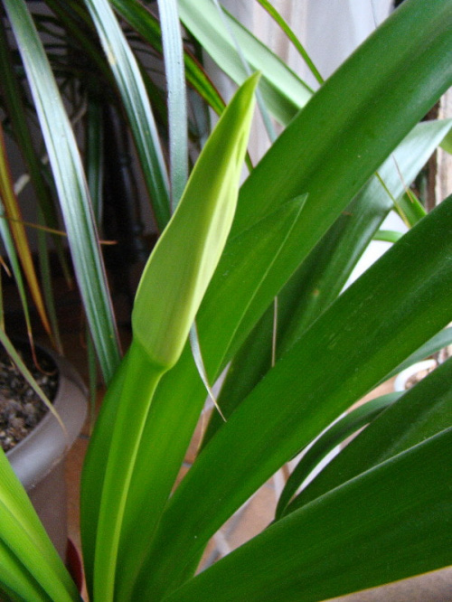 Hymenocallis festalis