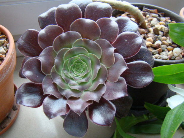 Aeonium arboreum var. atropurpureum