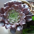 Aeonium arboreum var. atropurpureum