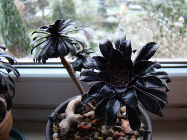 Aeonium arboreum var. atropurpureum 'Schwarzkopf'.