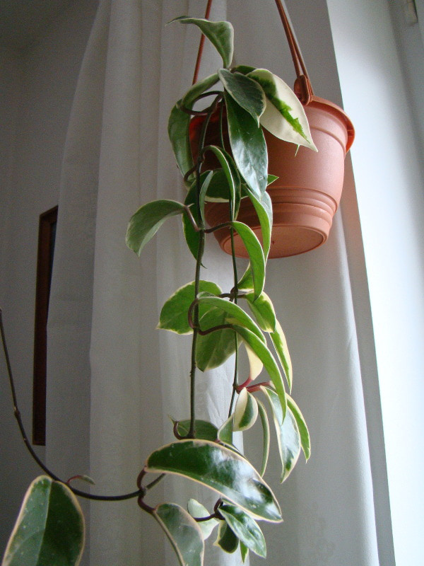 Hoya carnosa 'Variegata'