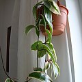 Hoya carnosa 'Variegata'