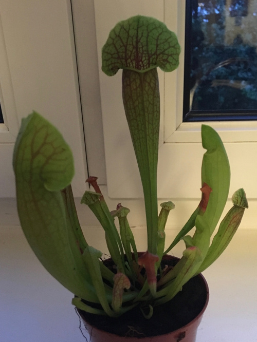 Sarracenia 'Barba'