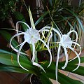 Hymenocallis littoralis