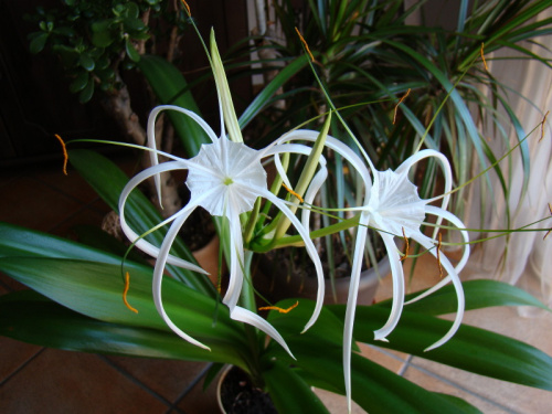 Hymenocallis littoralis