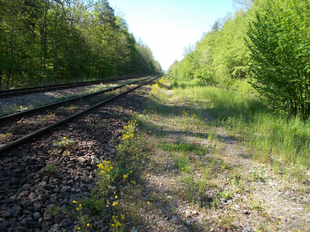 Tajemnicze bocznice kolejowe w okolicach Kurowa Braniewskiego