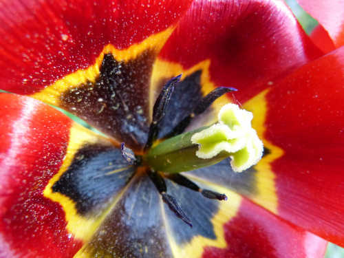 tulipan inaczej