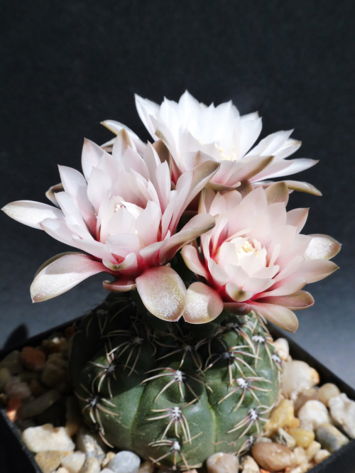 Gymnocalycium erinaceum JO 1019-1