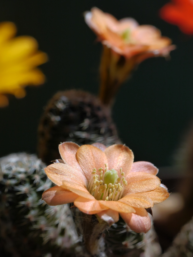 Mediolobivia haagei var. elegantula WR 502