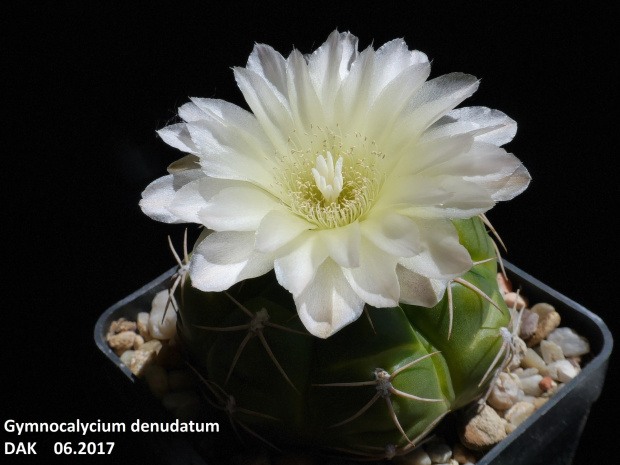 Gymnocalycium denudatum