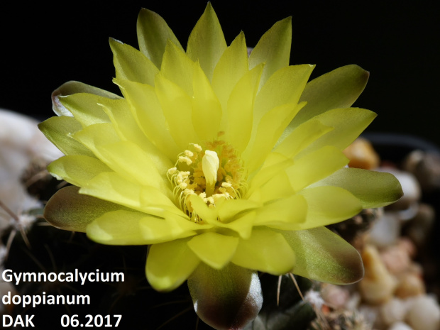 Gymnocalycium doppianum