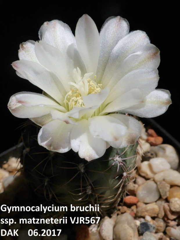 Gymnocalycium bruchii ssp. matzneterii VJR567