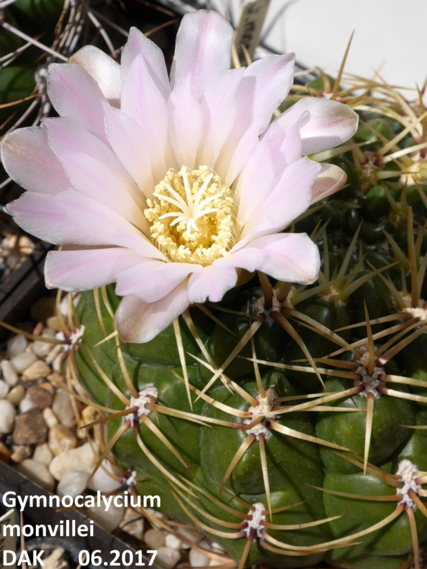 Gymnocalycium monvillei