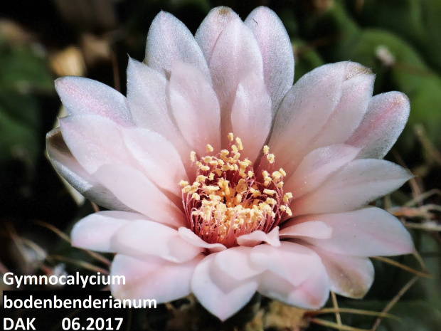 Gymnocalycium bodenbenderianum
