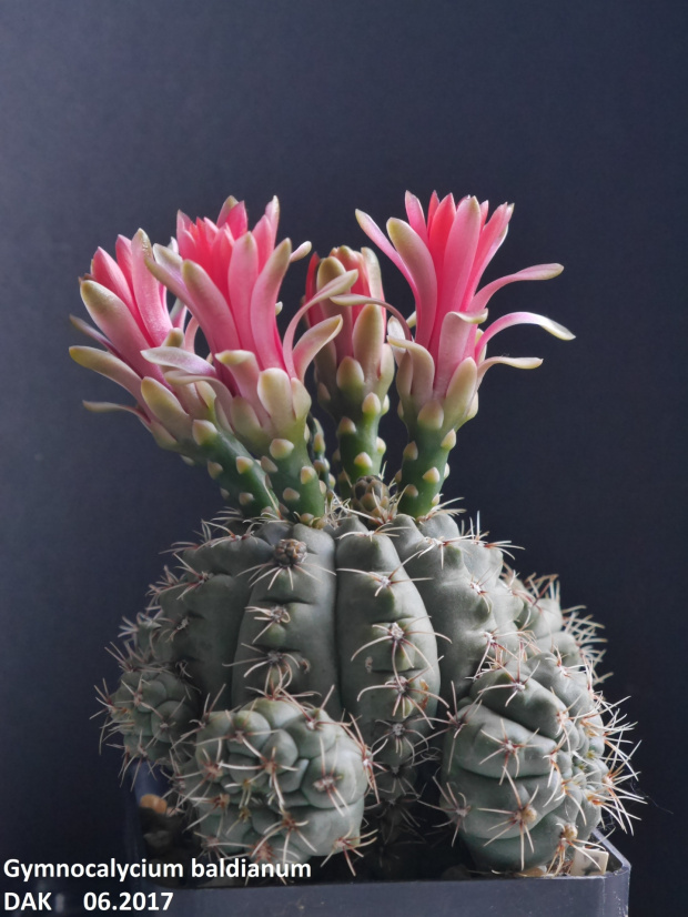 Gymnocalycium baldianum