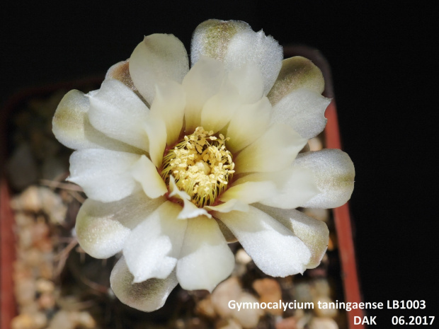 Gymnocalycium taningaense LB1003