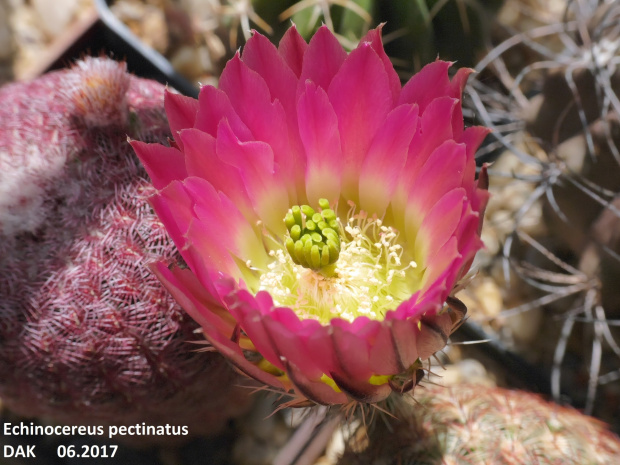 Echinocereus pectinatus