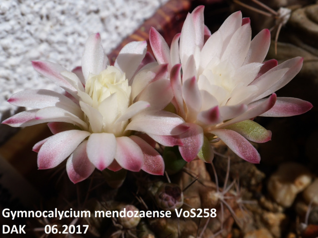 Gymnocalycium mendozaense VoS258