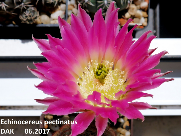 Echinocereus pectinatus