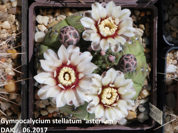 Gymnocalycium stellatum ‘asterium’