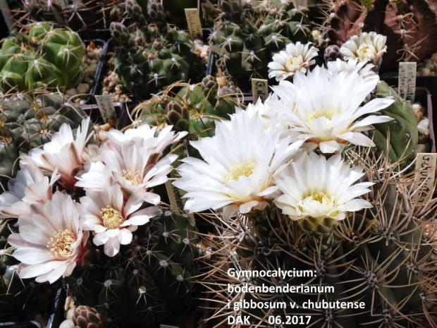 Gymnocalycium bodenbenderianum i chubutense