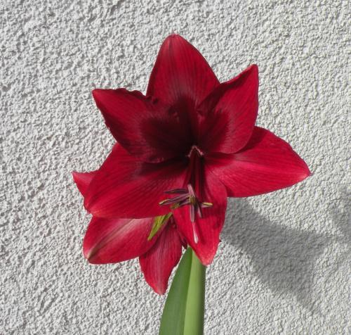 'Red Pearl'
