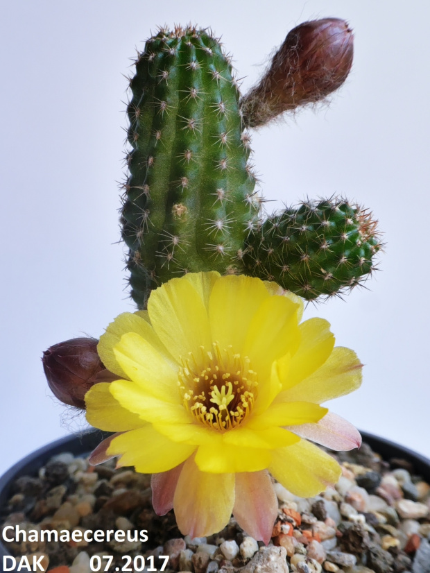 Chamaecereus