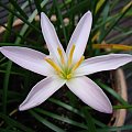 Zephyranthes candida