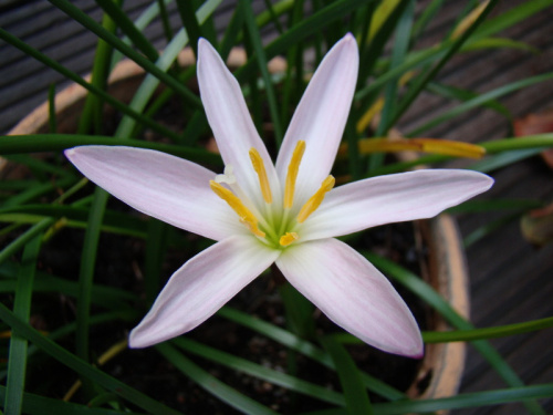 Zephyranthes candida