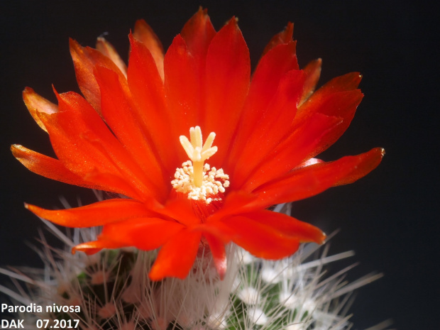 Parodia nivosa