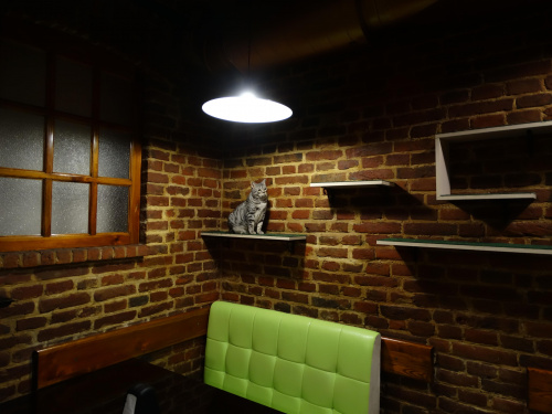 Cat Cafe - Lviv