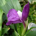 Roscoea auriculata