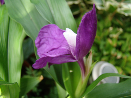 Roscoea auriculata