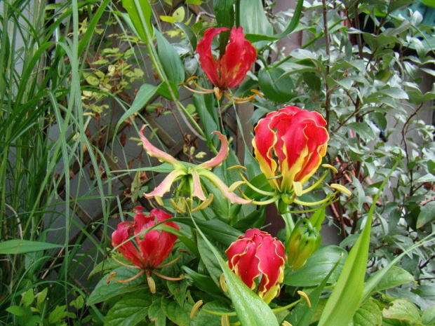 Gloriosa superba